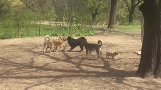 Tiny pug really wants to play with the big dogs!