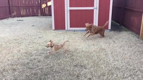 "Golden Retriever And Chihuahua Chase Each Other Around Garden"