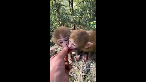 MUST SEE!!! Cute baby Animals 😍😍