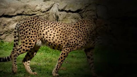 Cheetah extinct in India,#shorts,#cheetahextinct,#savecheetah,#animal,#cheetahhunt,#Cheetahlovers