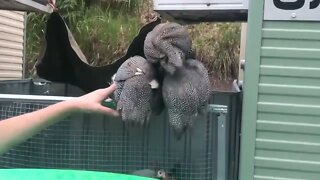 Petting guinea fowl keet - 3 months old