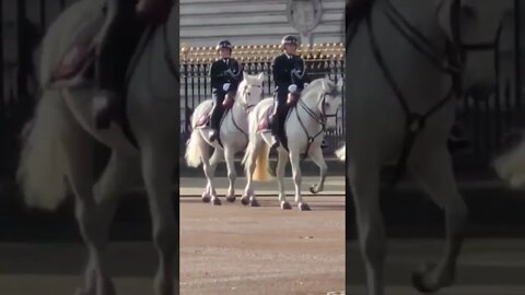 White police horses out side Buckingham Palace South African state visit #buckinghampalace