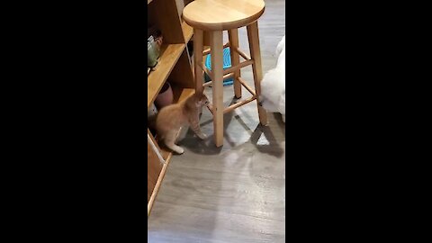 Dog desperately attempts to befriend new kitten addition