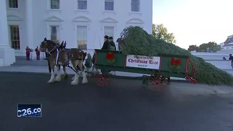 Melania Trump accepts White House Christmas tree from Wisconsin