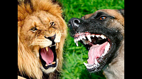 Dog Vs Lion Fight