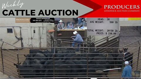 5/4/2023 - Producers Livestock Auction Company Cattle Auction