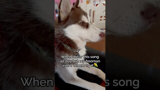 It’s corn…AGAIN!! 🙄#dog #husky #funnydogs #pets #fyp #shorts