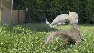 Another Squirrel sneak attack