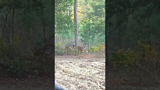 Incredible Wildlife Experience: Me and Two Deer #shorts #short