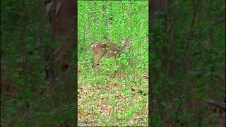 Deer in Chickamauga