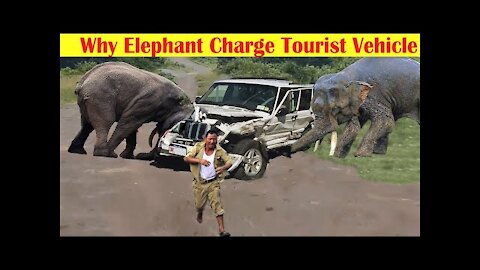Why Elephant Charge Tourist Vehicles