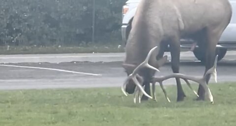 Onlookers Hold Up Traffic ad Elk Urinates in Very Strange Exhibition