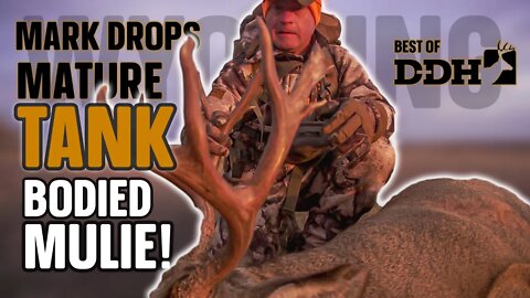 Mark Kayser Drops "Hank the Tank" ! A Big Bodied Mature Mule Deer in Wyoming