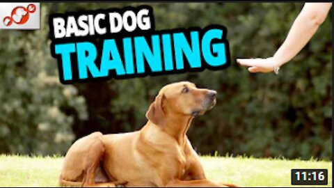 Basic Dog Training – TOP 10 Essential Commands Every Dog Should Know!