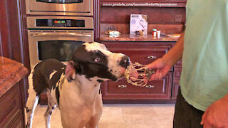 Happy Great Dane Cleans Mashed Potatoes Off Mixer Beater