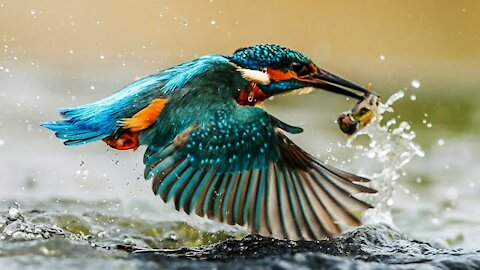 Kingfisher: Death from Above