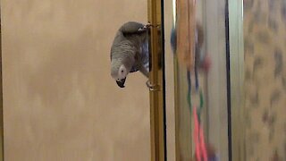 Daring parrot demonstrates how to slide down a shower door