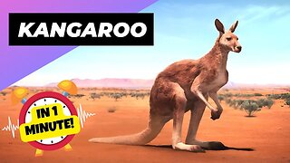 Kangaroo - In 1 Minute! 🦘 One Of The Cutest But Dangerous Animals In The World | 1 Minute Animals