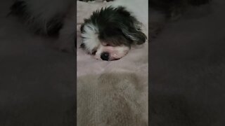 Cute Snoring Dog