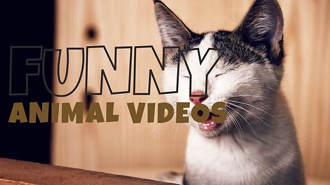 Funny animal video |funny video| New Funny Animals 😂 Funniest Cats and Dogs Videos 😺🐶