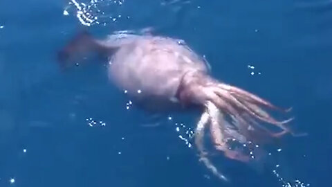 Giant Sea Creature Caught on Camera - Could the 'Kraken' really be out there?