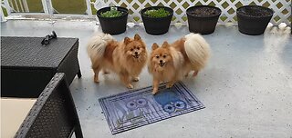 Pomeranian Dogs Rain And Storm