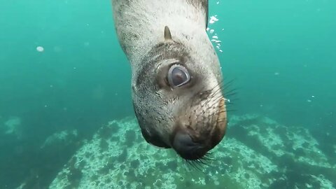 Seal under the Sea | Swimming with Seals | 50fps