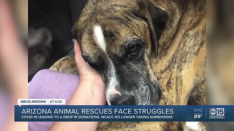 Arizona animal rescues struggling during COVID-19