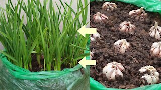 Grow Garlic at home by using plastic bag || How to grow garlic in small home garden