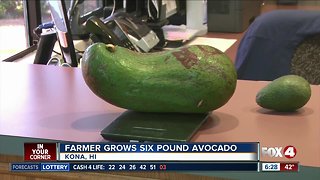 Farmer grows six pound avocado