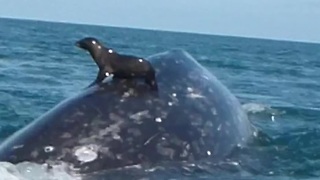 Nonchalant Seal Catches A Piggyback Ride On A Friendly Whale