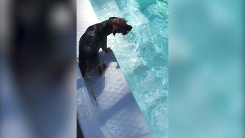 Selfish Dog Enjoy Swimming In The Pool