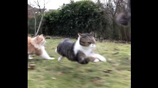 Epic running cat action