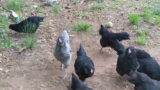 30 seconds of chickens part 17 teaching them how to do yard work