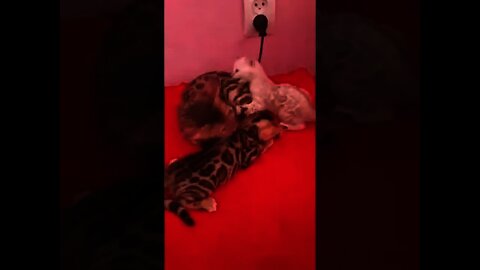 Many cats playing together a compilation