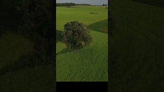 Tree In A Hay Field #shorts #short