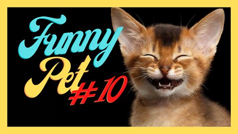 Funny Pet #10