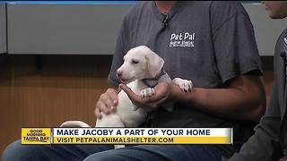 Pet of the week: Jacoby is a 2-month-old Labrador Retriever mix who needs a loving home
