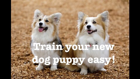 How to potty train you new puppy easy! All you need to know!