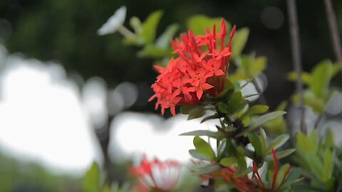 "Ixora coccinea: The Vibrant Jungle Geranium for Tropical Gardens"