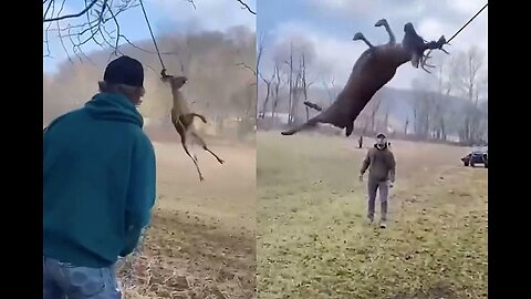 Heart warming rescue: Ohio men save deer caught on rope