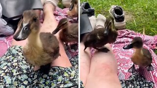 Curious ducklings adorably crash woman's picnic