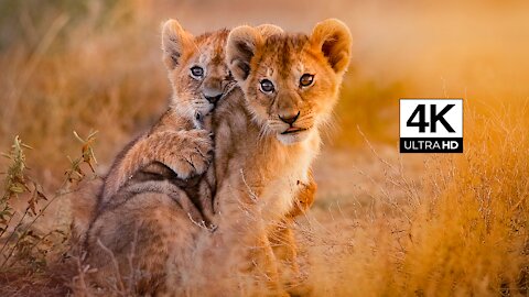 Ultimate African Wildlife 4K ULTRA HD / 4K TV