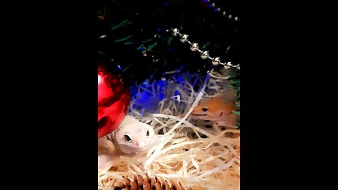 Cute lizards with Christmas tree