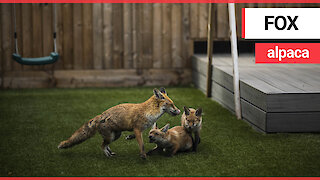 An entire family of 'cute' foxes move into garden