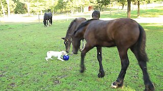 Terrier Gets Ball Stolen From Him By Pair Of Playful Foals