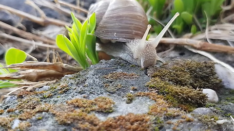 How fast a snail can move? 4K Video. Turbo snail on dangerous terrain