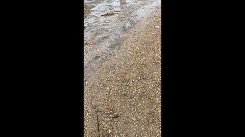 A very wet farm walk