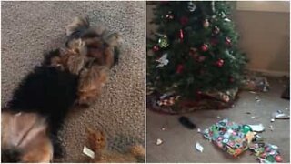 This dog can't contain his curiosity and tears apart Christmas wrapping paper