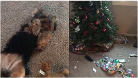 This dog can't contain his curiosity and tears apart Christmas wrapping paper